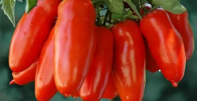Pomodoro San Marzano