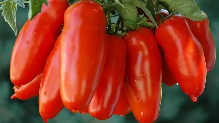 Pomodoro San Marzano